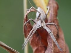 Pisaura mirabilis