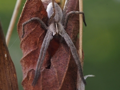 Pisaura mirabilis