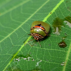 Coptosoma punctiventris