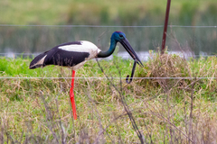 Ephippiorhynchus asiaticus