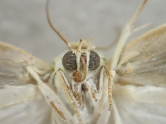 Earias huegeliana