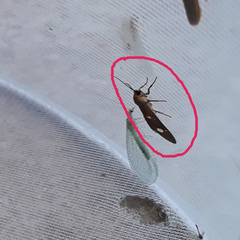 Dysauxes famula