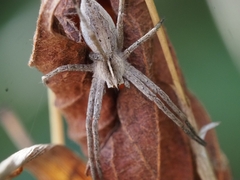 Pisaura mirabilis