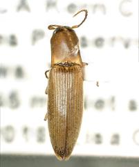 Elaterinae