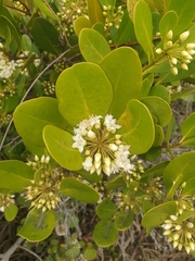 Aegiceras corniculatum