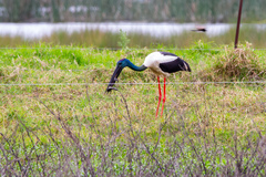 Ephippiorhynchus asiaticus