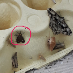 Dysauxes famula