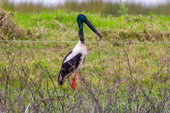 Ephippiorhynchus asiaticus