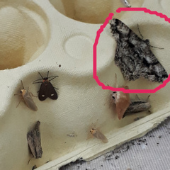 Peribatodes umbraria