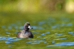 Aythya novaeseelandiae