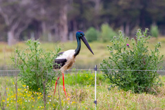 Ephippiorhynchus asiaticus