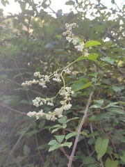 Fallopia baldschuanica