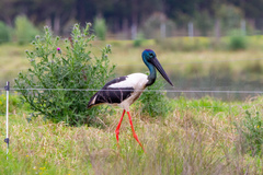 Ephippiorhynchus asiaticus