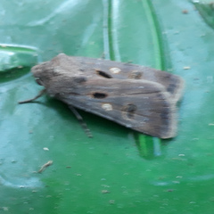 Agrotis trux
