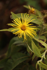 Inula hookeri