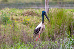 Ephippiorhynchus asiaticus