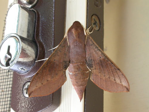 Coprosma Hawk Moth photo 5