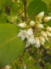 Aegiceras corniculatum