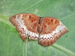 Euthalia monina