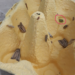Nezarini
