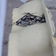 Peribatodes umbraria