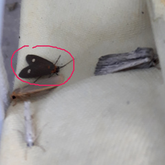 Dysauxes famula