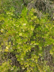 Aegiceras corniculatum