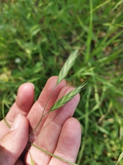 Bromus catharticus