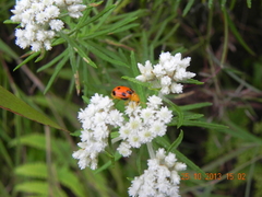 Chrysomeloidea