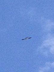 Elanoides forficatus