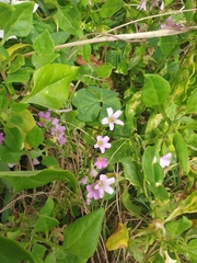 Oxalis debilis