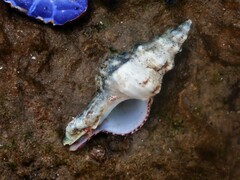 Marmorofusus nicobaricus