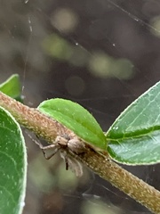 Philodromus aureolus