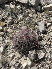 Hamatocactus hamatacanthus hamatacanthus