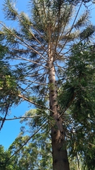 Araucaria bidwillii