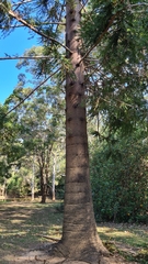 Araucaria bidwillii