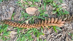 Araucaria bidwillii