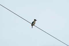 Todiramphus sanctus vagans