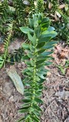 Araucaria bidwillii