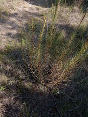 Liatris punctata mucronata