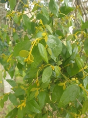 Notothixos subaureus