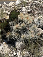 Echinocereus stramineus