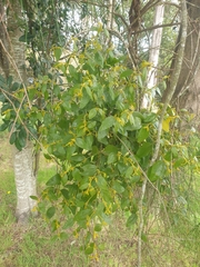 Notothixos subaureus