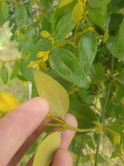 Notothixos subaureus