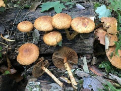 Flammulaster erinaceellus