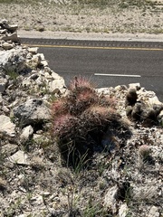 Hamatocactus hamatacanthus hamatacanthus