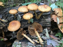 Flammulaster erinaceellus