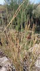 Baccharis spartioides