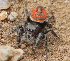 Phidippus carneus