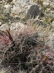 Hamatocactus hamatacanthus hamatacanthus